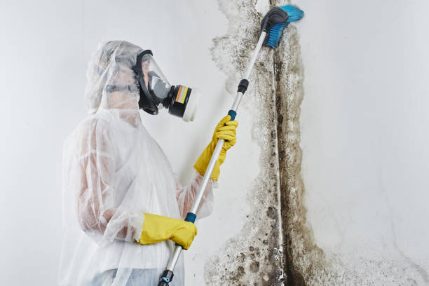 Best Mold Testing  in Falconer, NY