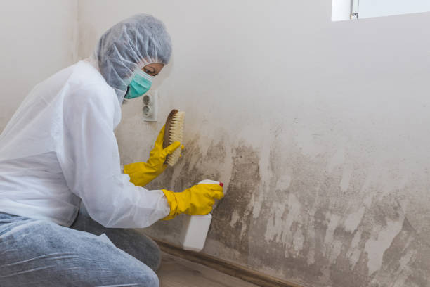 Best Commercial Mold Removal  in Falconer, NY