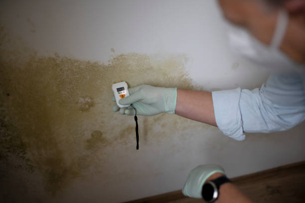 Best Attic Mold Removal  in Falconer, NY