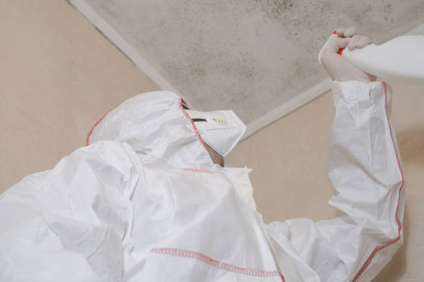 Best Toxic Mold Removal  in Falconer, NY