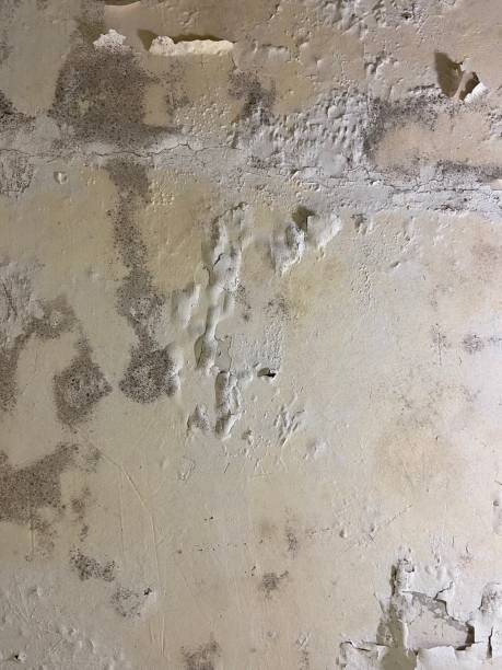 Best Mold Cleaning Services  in Falconer, NY